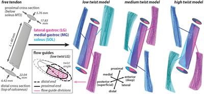 3D Models Reveal the Influence of Achilles Subtendon Twist on Strain and Energy Storage